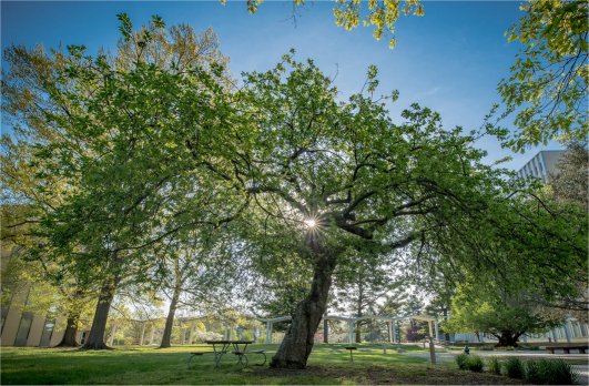 Newton Apple Tree. Clones and descendants of the famed tree grow on 6 continents