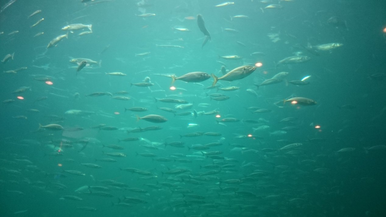 Nordsoen, Oceanarium. NordJylland, July 2020.