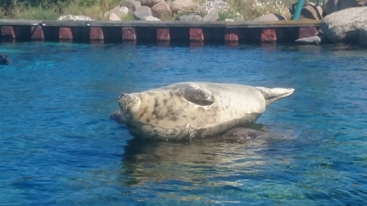 Seal. NordJylland, July 2020.