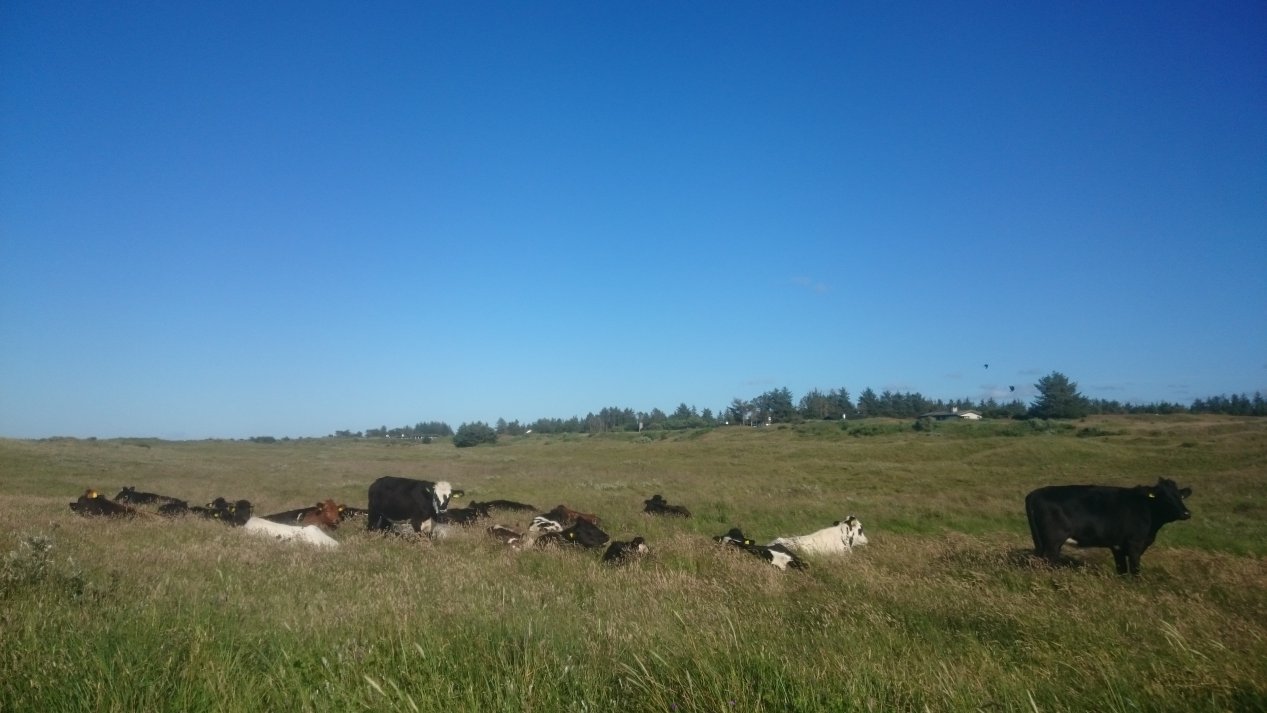 NordJylland, July 2020.