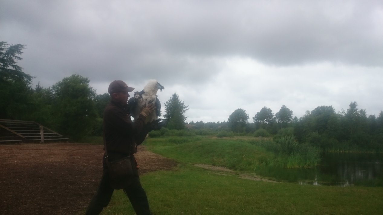 Eagleworld. NordJylland, July 2020.