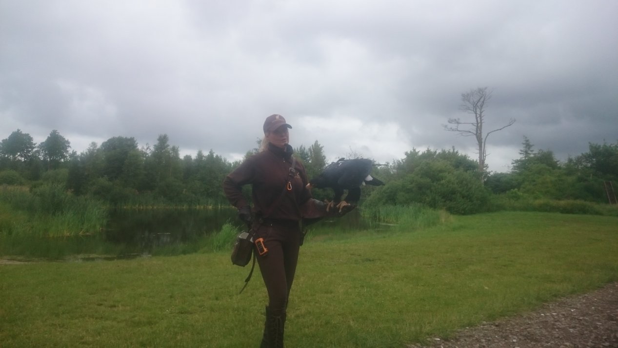 Eagleworld. NordJylland, July 2020.