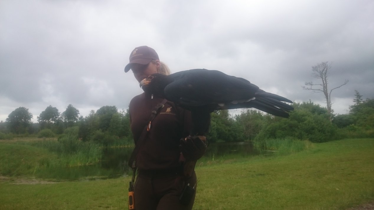 Eagleworld. NordJylland, July 2020.