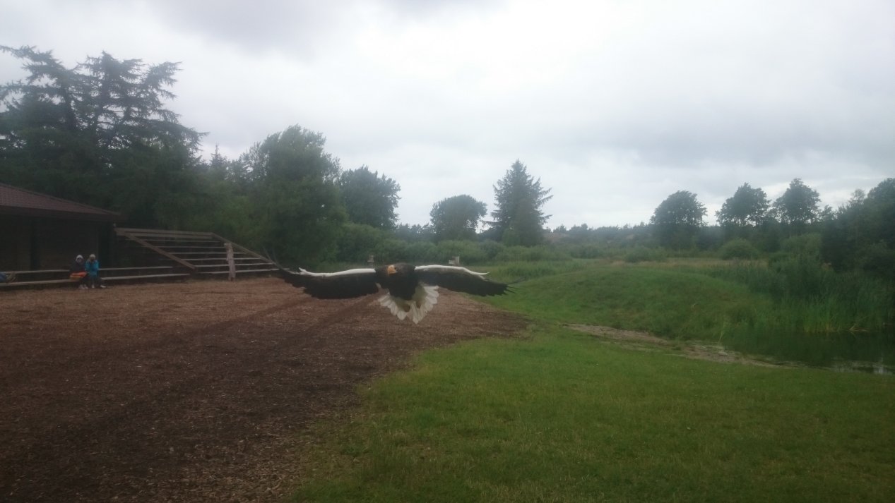 Eagleworld. NordJylland, July 2020.