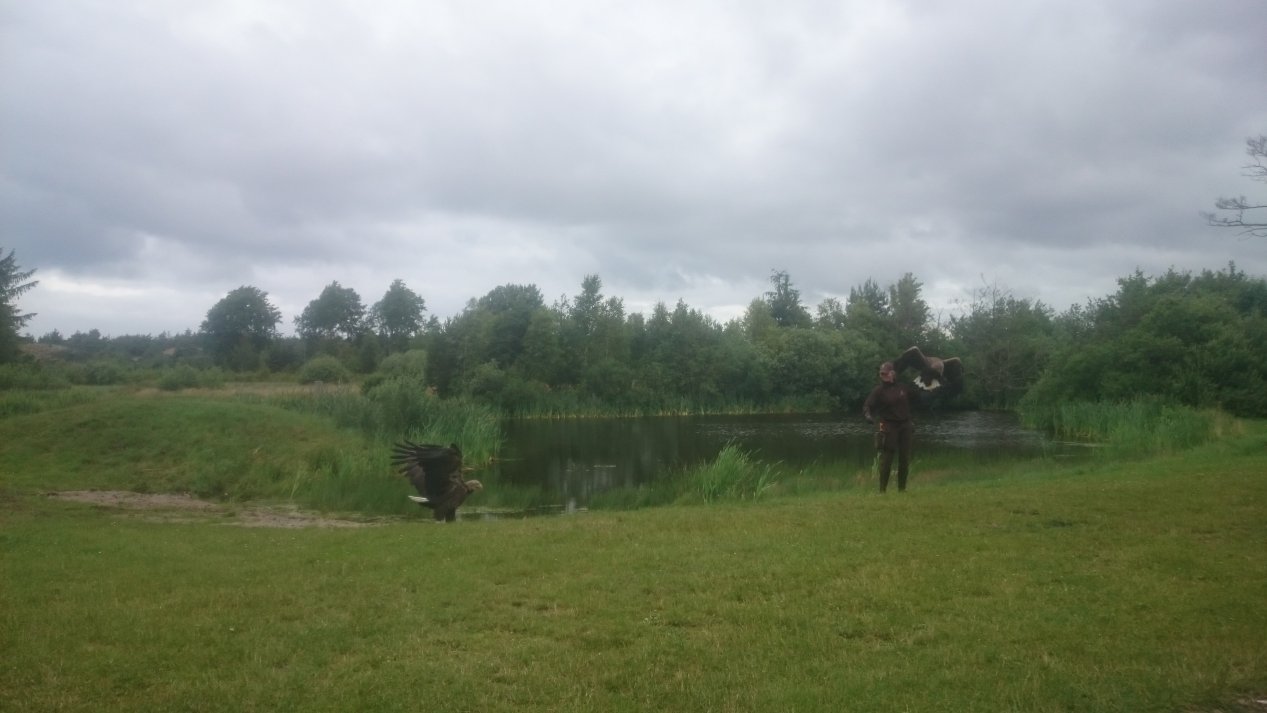 Eagleworld. NordJylland, July 2020.