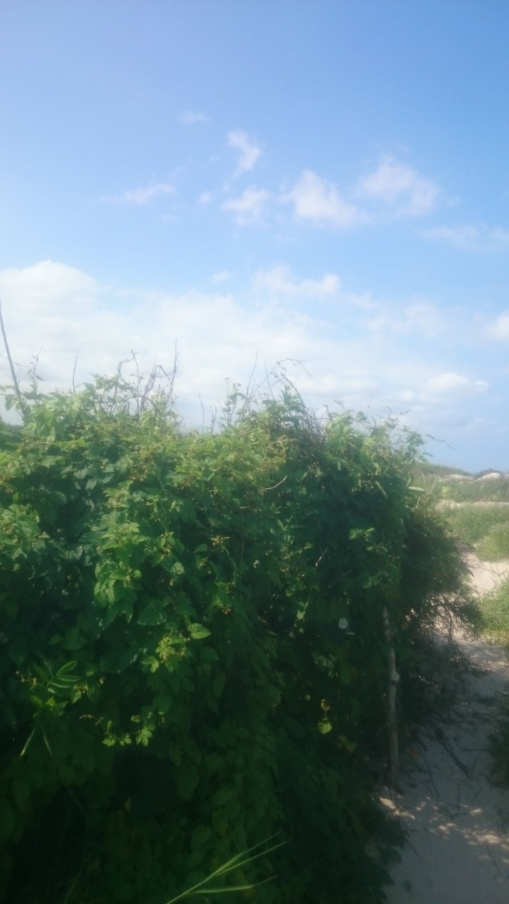 NordJylland.  Summer, August 2020.