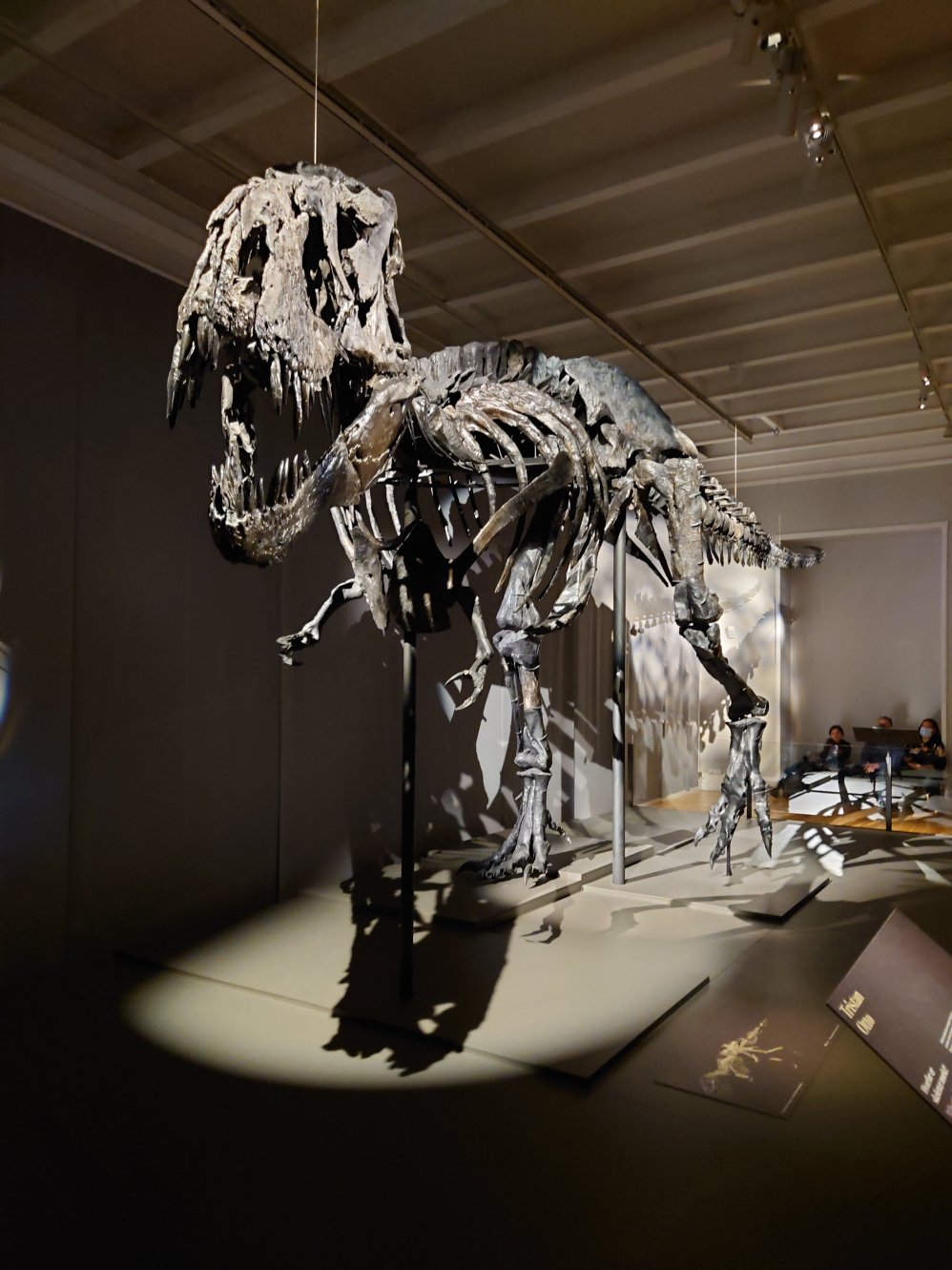 T-Rex. Statens Naturhistoriske Museum T-Rex. Statens Naturhistoriske Museum