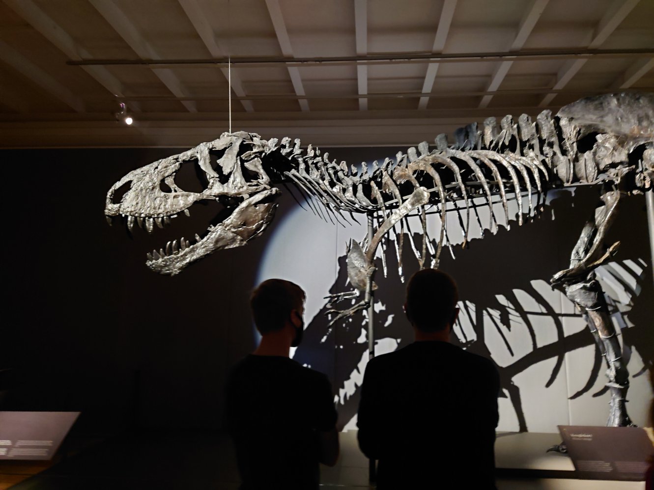 T-Rex. Statens Naturhistoriske Museum T-Rex. Statens Naturhistoriske Museum
