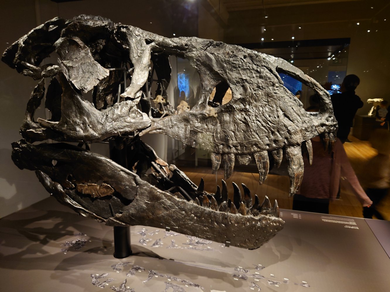 T-Rex. Statens Naturhistoriske Museum T-Rex. Statens Naturhistoriske Museum