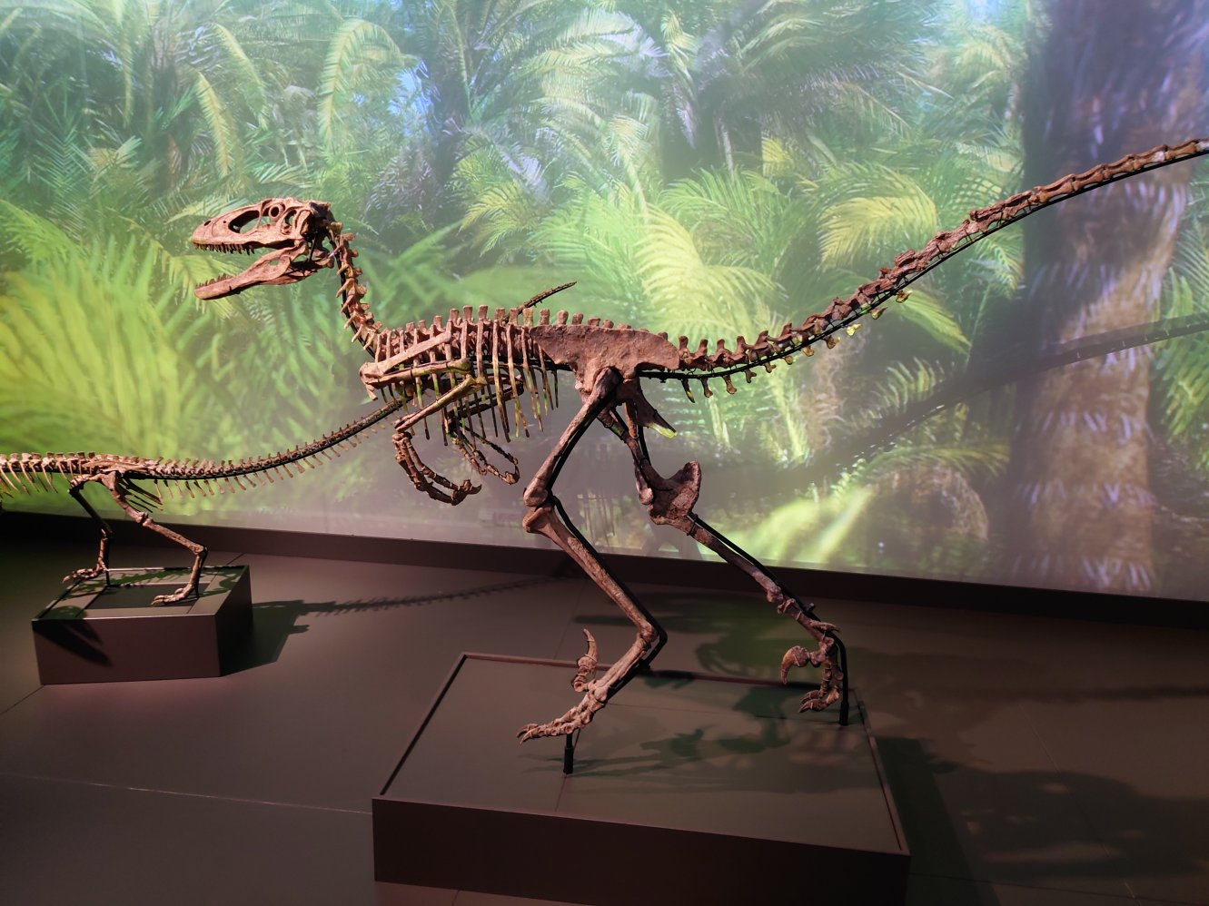 Smaller dino. Statens Naturhistoriske Museum Smaller dino. Statens Naturhistoriske Museum