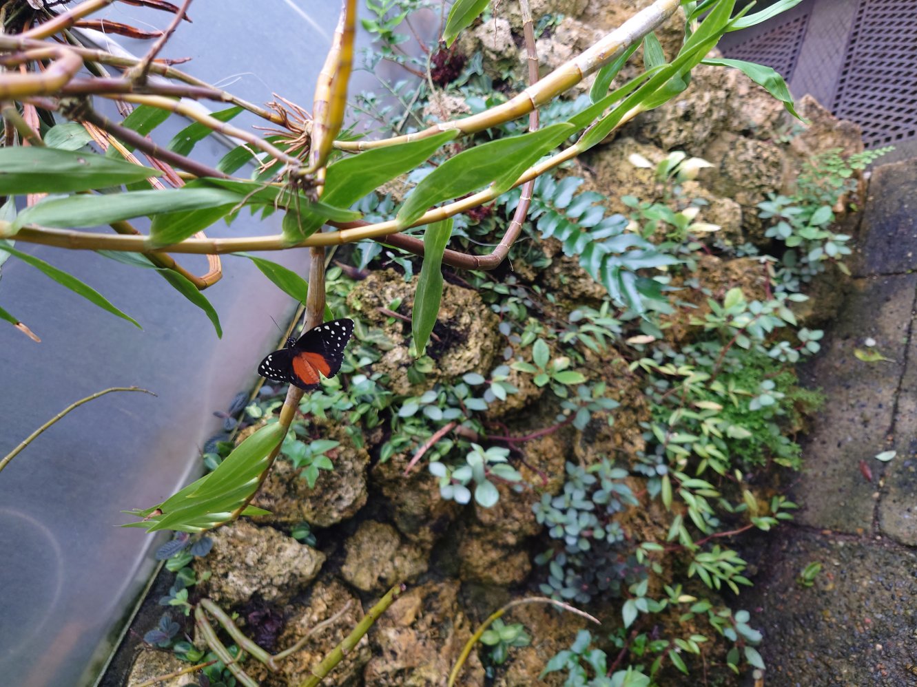 Butterflies. Statens Naturhistoriske Museum Butterflies. Statens Naturhistoriske Museum