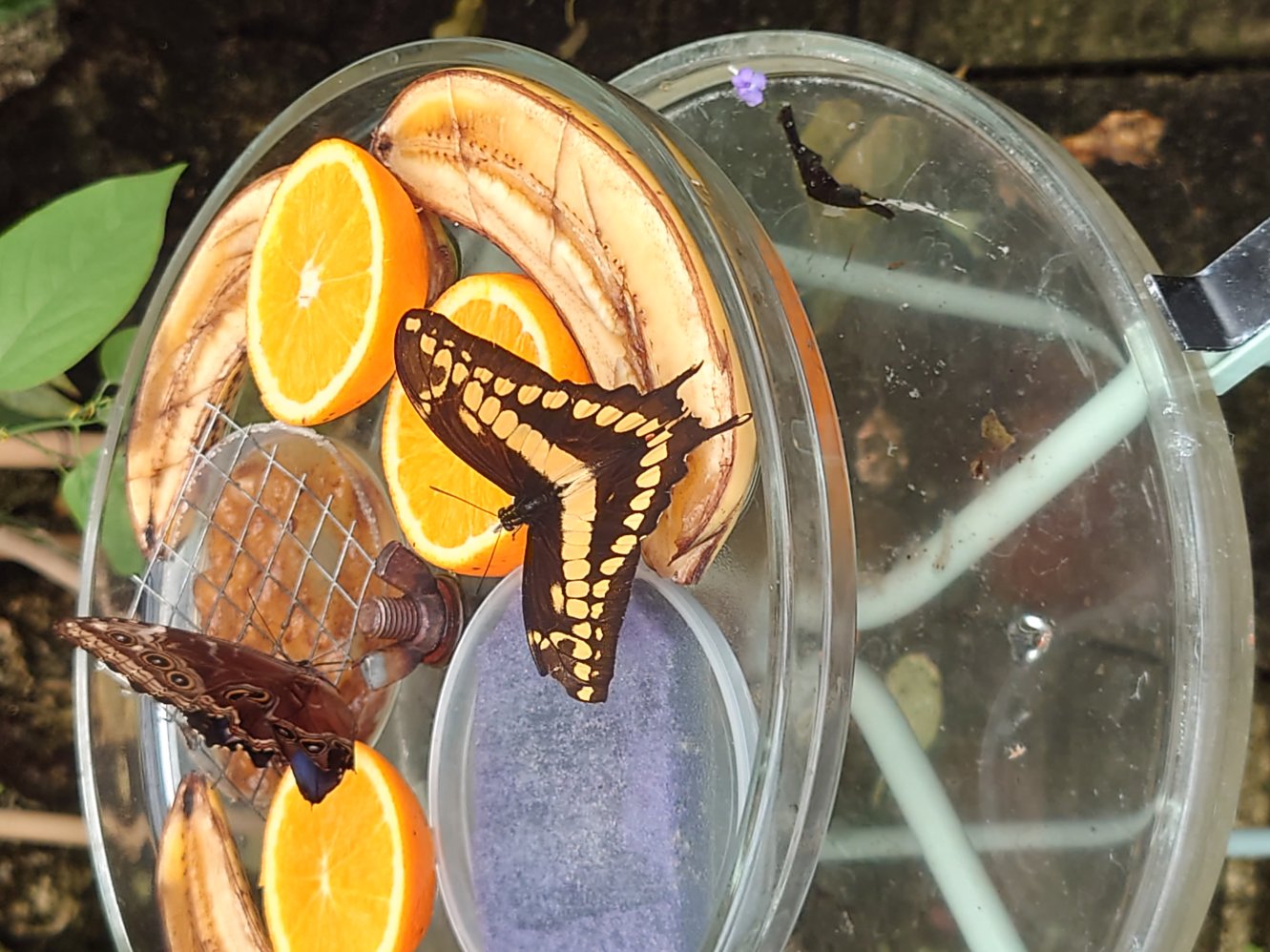 Butterflies. Statens Naturhistoriske Museum Butterflies. Statens Naturhistoriske Museum
